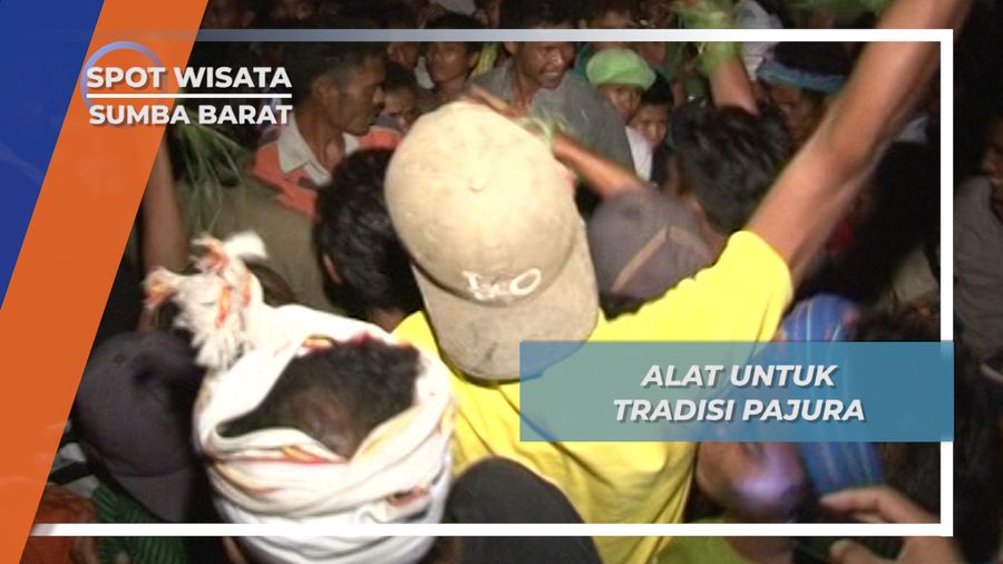 Alang-alang, Sarung Tinju Alami untuk Tradisi Pajura Sumba Barat