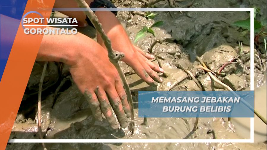 Jebakan Senar Bambu, Modal Berburu Burung Belibis Danau Limboto Gorontalo