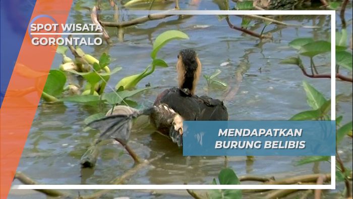 Sabar, Kunci Dalam Berburu Burung Belibis Danau Limboto Gorontalo