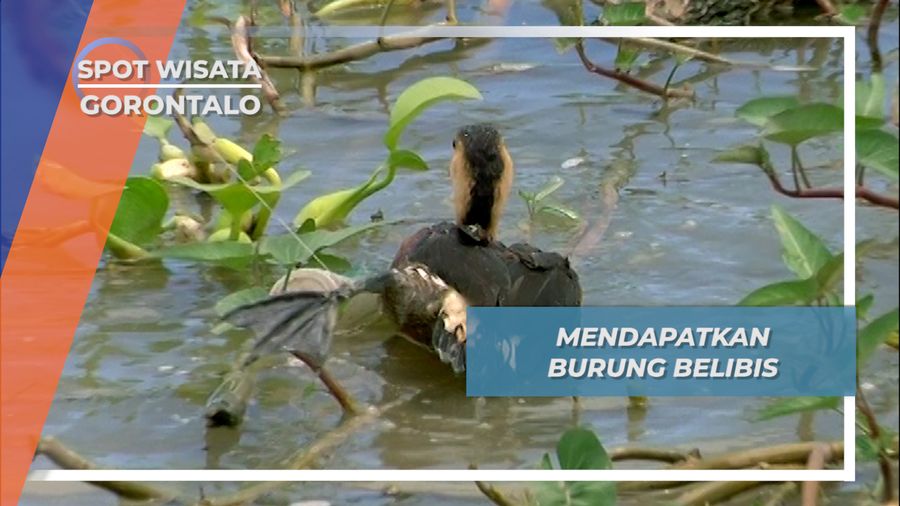 Sabar, Kunci Dalam Berburu Burung Belibis Danau Limboto Gorontalo