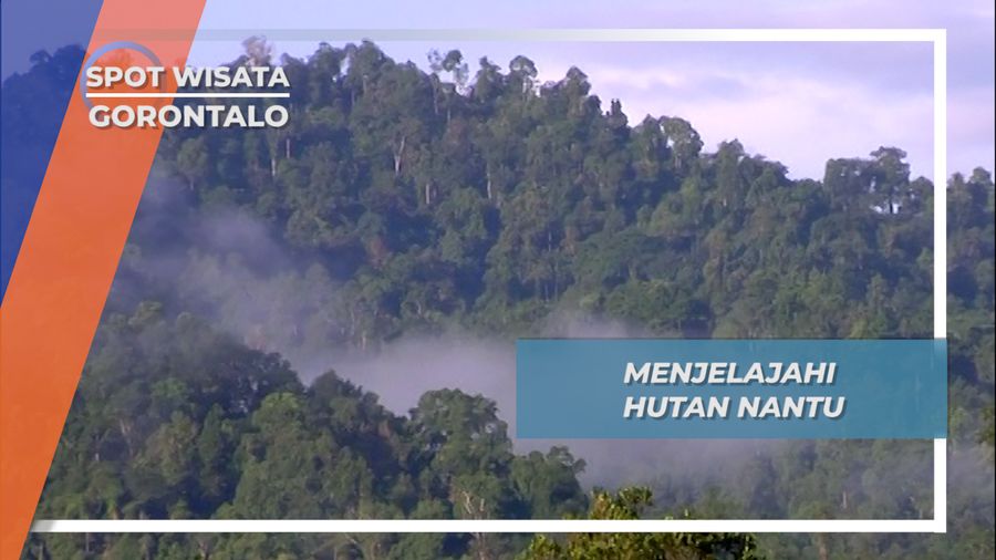 Hutan Nantu,  Hutan Hujan Terbaik di Asia Pasifik, Gorontalo