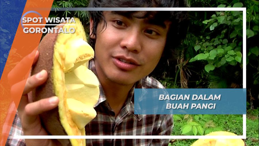 Pangi, Buah Beracun dengan Berbagai Manfaat, Gorontalo