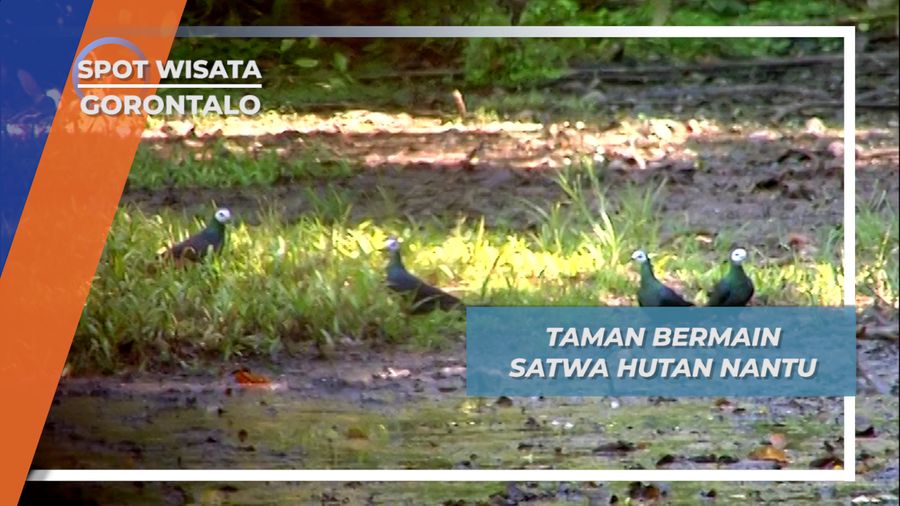 Taman Bermain Satwa Hutan Nantu, Gorontalo