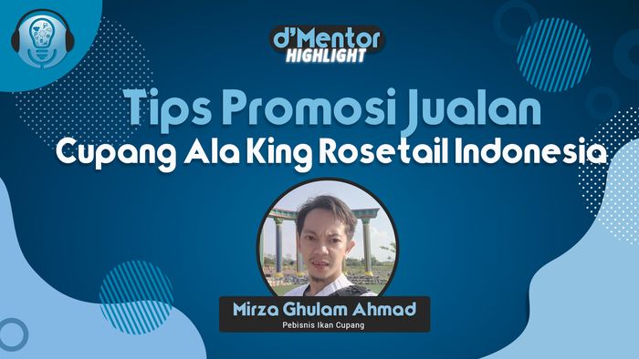 Promosi Ikan Cupang Ala King Rosetail Indonesia