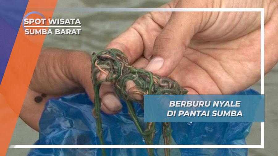 Bau Nyale, Tradisi Berburu Cacing Laut di Sepanjang Pantai, Sumba Barat