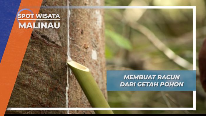 Membuat Racun dari Getah Pohon, Malinau