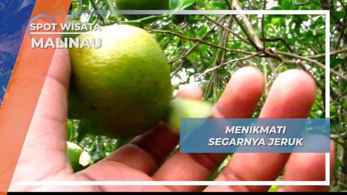 Menikmati Segarnya Jeruk Malinau Langsung dari Pohonnya, Malinau