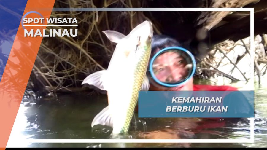 Kemahiran Memanah Ikan Bawah Air Malinau Kalimantan