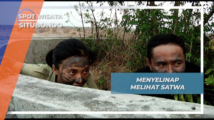 Mengedap Menyelinap Melumuri Muka dengan Lumpur Savana Baluran Situbondo