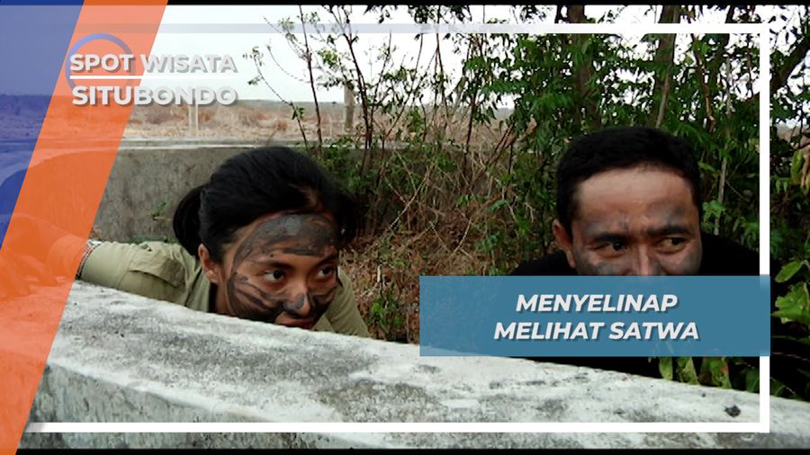 Mengedap Menyelinap Melumuri Muka dengan Lumpur Savana Baluran Situbondo
