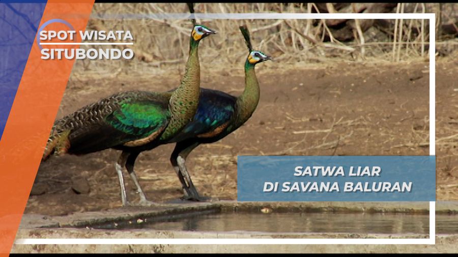 Empat Hari Tidak Mandi Demi Mendekati Satwa Liar Savana Baluran Situbondo