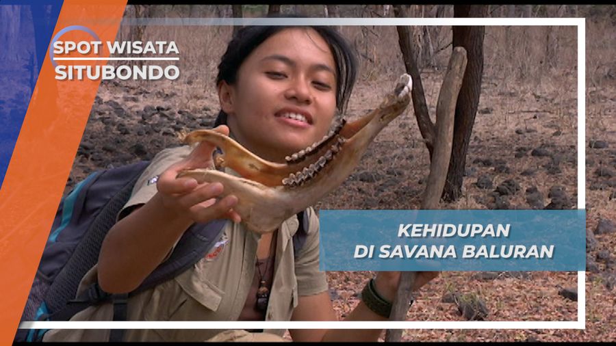 Predator Alam, Api Bahkan Manusia Ikut Mempengaruhi Habitat Savana Baluran Situbondo