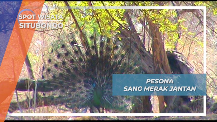 Tebar Pesona Sang Merak Jantan Savana Baluran Situbondo