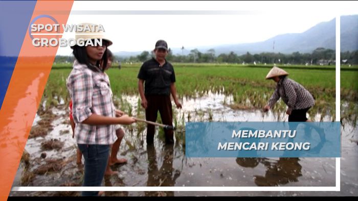 Nyimplung, Tongkat Mencari Keong Sawah Ambarawa