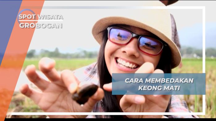Tahukah Membedakan Keong Mati dan Hidup Ambarawa