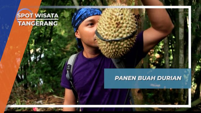 Panen Buah Durian Baduy Banten