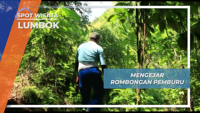 Tanaman Beracun, Rintangan Dalam Berburu Babi Hutan, Lumbok