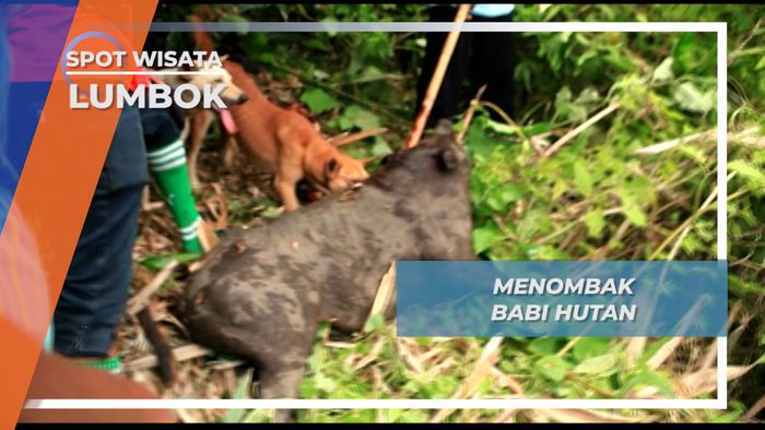 Perburuan Membuahkan Hasil, Babi Hutan Besar Akhirnya Tertombak, Lumbok