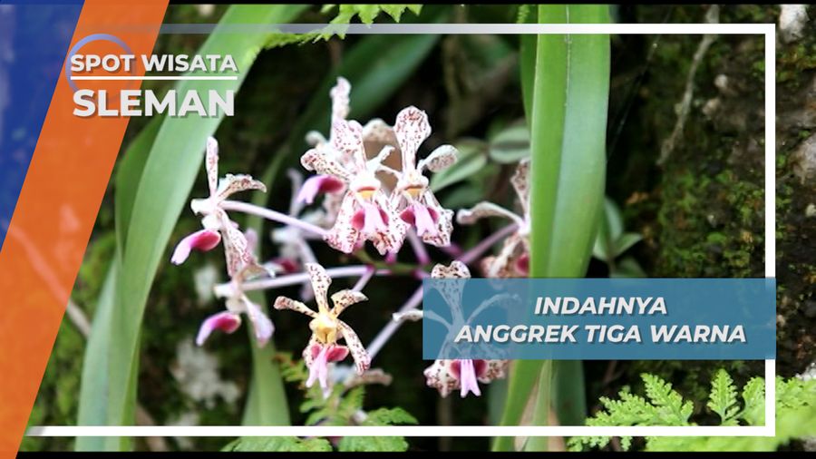 Vanda Tricolor, Anggrek Endemik Merapi yang Semakin Langka, Sleman