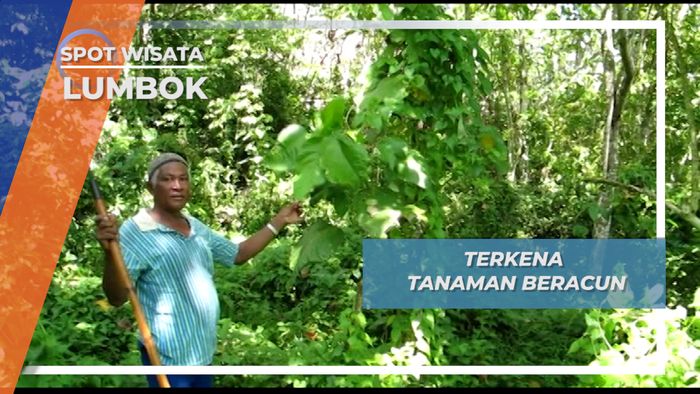 Daun Jelatong, Tanaman Beracun yang Menimbulkan Rasa Perih, Lumbok Lampung Barat