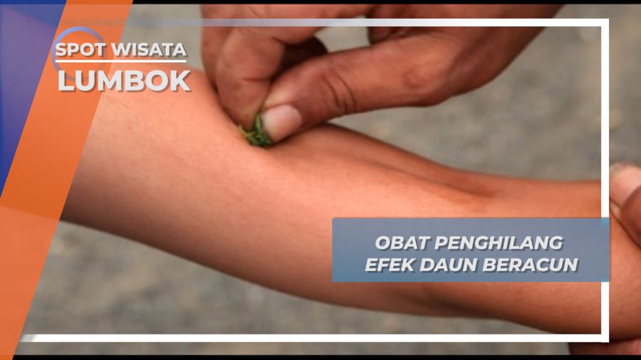 Daun Kemangi, Penawar Racun Daun Jelatong Lumbok Lampung Barat