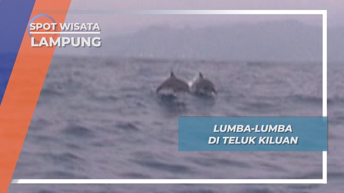 Pengalaman Luar Biasa, Bertemu Lumba-lumba di teluk Kiluan, Lampung