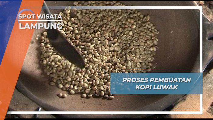 Kopi Luwak, Salah Satu Kopi Termahal di Dunia Asli Indonesia, Lampung