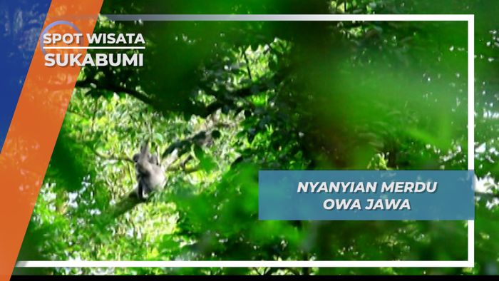 Owa Jawa, Sang Biduan Alam Satwa Endemik Pulau Jawa, Sukabumi