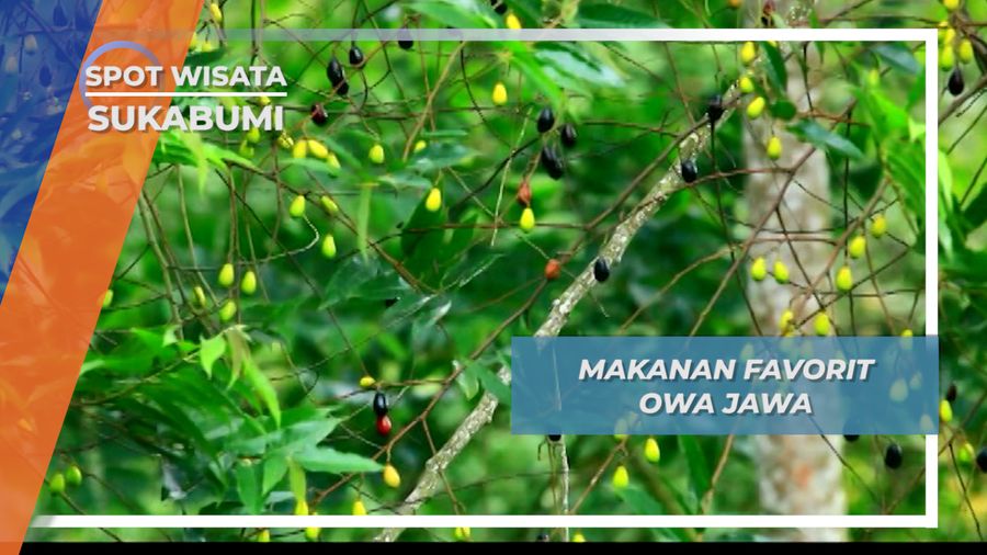 Buah yang Mengandung Getah, Makanan Favorit Owa Jawa, Sukabumi