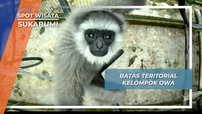 Unik, Owa Jawa Hidup Berkeluarga dan Memilik Batas Teritorial, Sukabumi