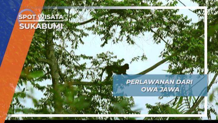 Tak Hanya Manusia, Lutung Hitam Juga Suka Menggangu Owa Jawa, Sukabumi