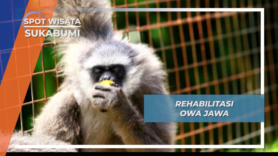 Pemulihan Insting Liar Owa Jawa Agar Siap Kembali ke Alam Bebas, Sukabumi