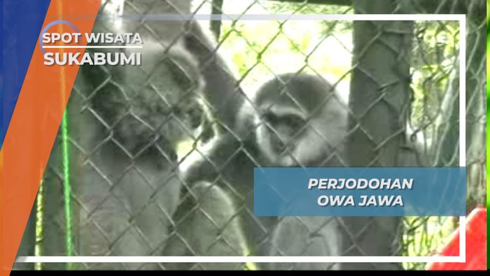 Perjodohan Owa Jawa, Menanam Bibit Cinta Sang Primata Monogami, Sukabumi