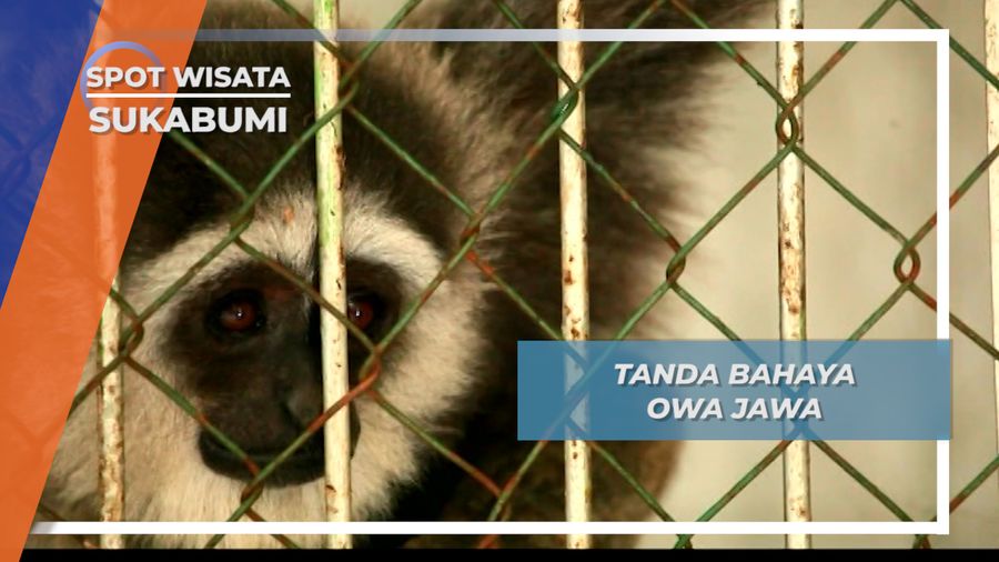 Mengintai Tajam, Insting Induk Owa Jawa Melindungi Sang Buah Hati, Sukabumi