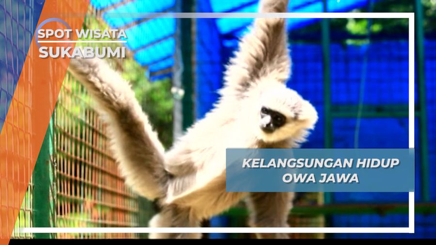 Rasa Kekeluargaan yang Kuat dan Setia, Sikap Alamiah Owa Jawa, Sukabumi