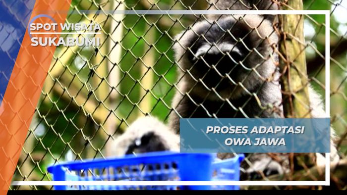 Pemilihan Makanan, Adaptasi Sederhana Owa Jawa Sukabumi