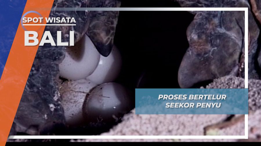 Pekat Malam Penyu Bertelur Berlindung dari Predator Pantai Bali