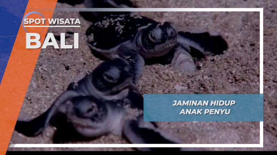 Telur Menetas, Predator Menanti Tukik, Si Anak Penyu Bali 