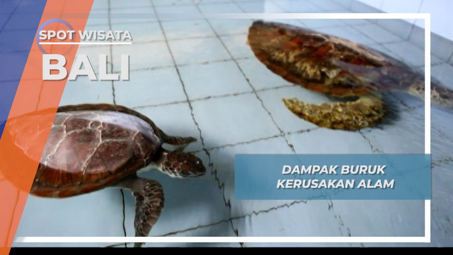 Merananya Si Tukik, Rusaknya Habitat Penyu Bali