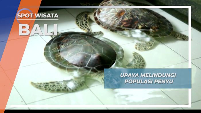 Penyu Bali Ku Lindungi, Penjara Ku Dapat Bila Konservasi Mu Terganggu
