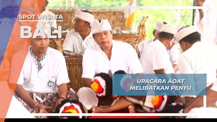 Keterkaitan Penyu dalam Upacara Desa Adat Bali