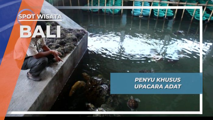Penyu Khusus Upacara Adat, Bali