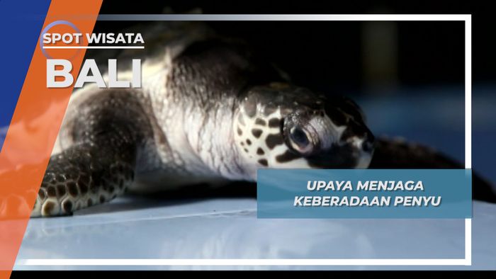 Konservasi, Upaya Menjaga Keberadaan Penyu, Bali