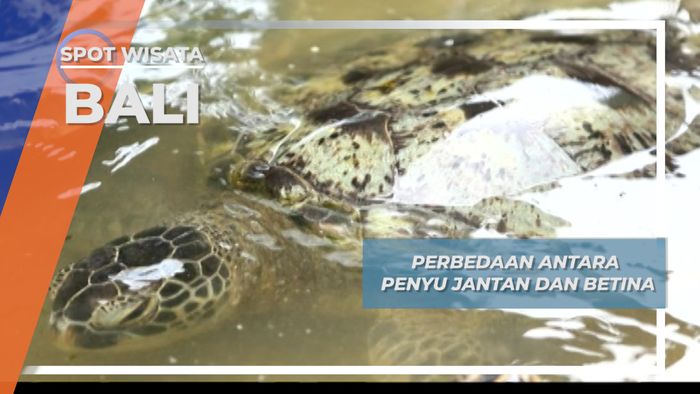 Perbedaan Antara Penyu Jantan dan Betina, Bali