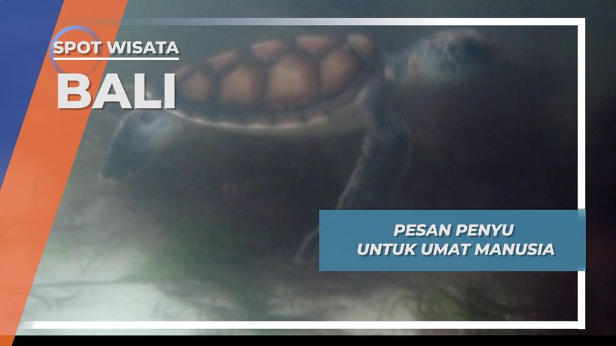 Pesan Penyu untuk Umat Manusia, Bali