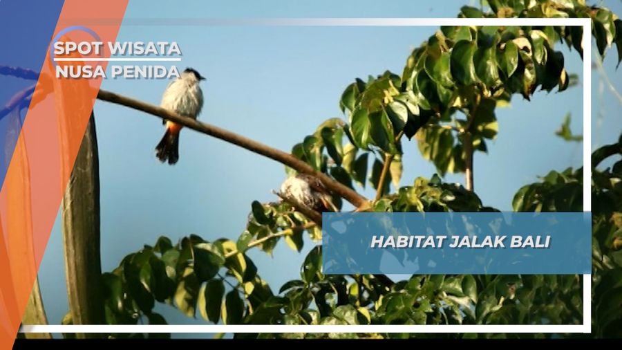 Habitat Jalak Bali, Nusa Penida