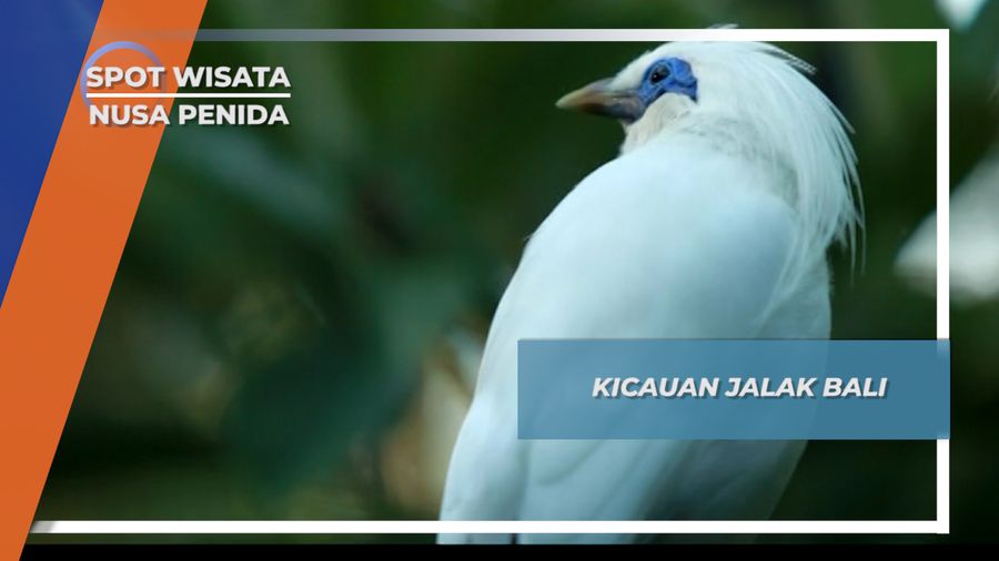 Suara Nyaring dari Kicau Jalak Bali, Nusa Penida