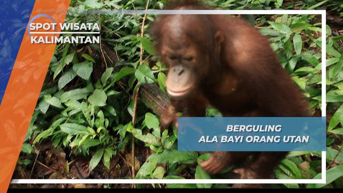 Berguling ala Bayi Orang Utan, Kalimantan