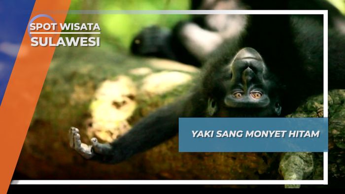 Yaki Sang Monyet Hitam, Satwa Endemik yang Hanya Ada di Sulawesi