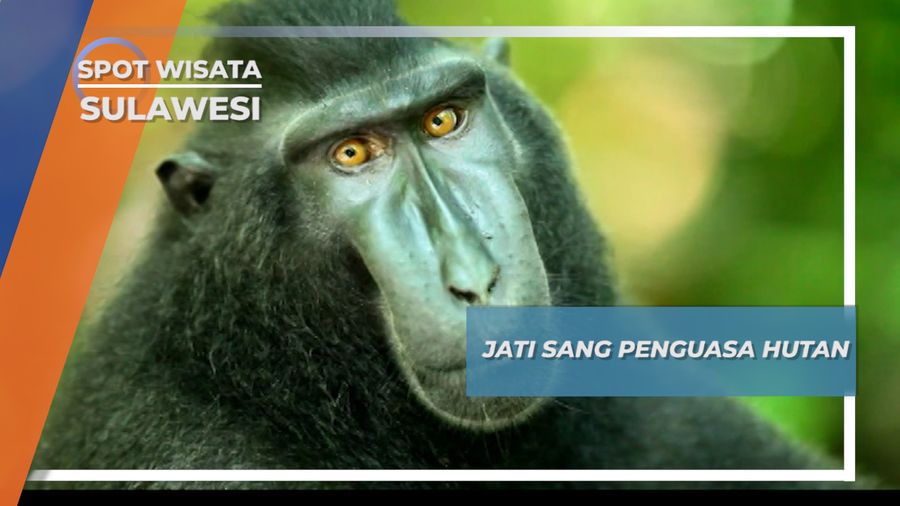Jati, Sang Penguasa Belantara Tangkoko Sulawesi